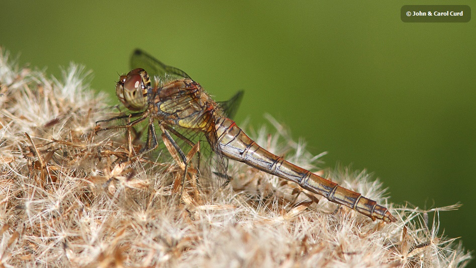 J01_4268 Sympetrum striolatum female.JPG